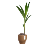 amber grail 40cm caramel